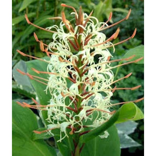 Hedychium Gracile Seeds (Salmon Gingerlily Seeds)