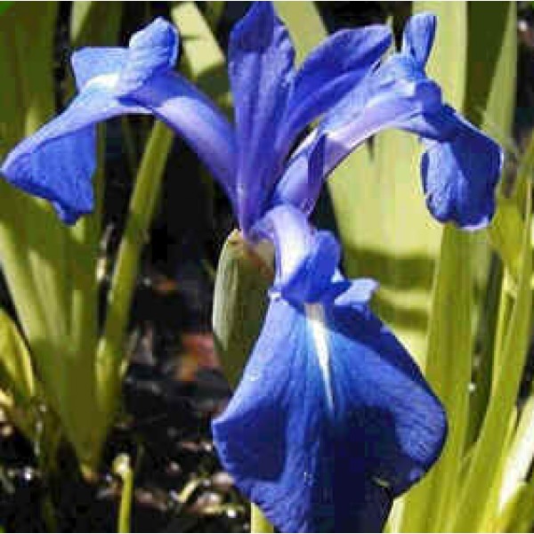 Iris Laevigata (Japanese Water Iris)
