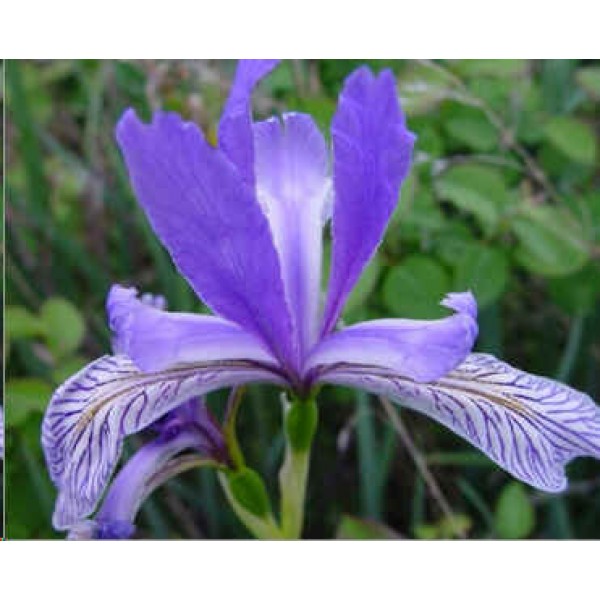 Iris Missouriensis Seeds (Western Blue Flag Seeds)