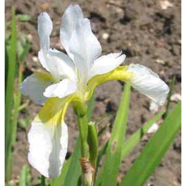 Iris Sanguinea Snow Queen Seeds