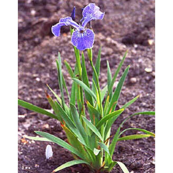 Buy Iris Seeds Online Rarexoticseeds