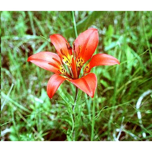 Lilium Philadelphicum Seeds (Wood Lily, Wester Red Lily Seeds)