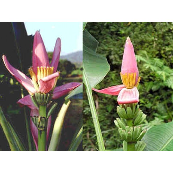 Musa Ornata Seeds (Pink Banana Seeds)