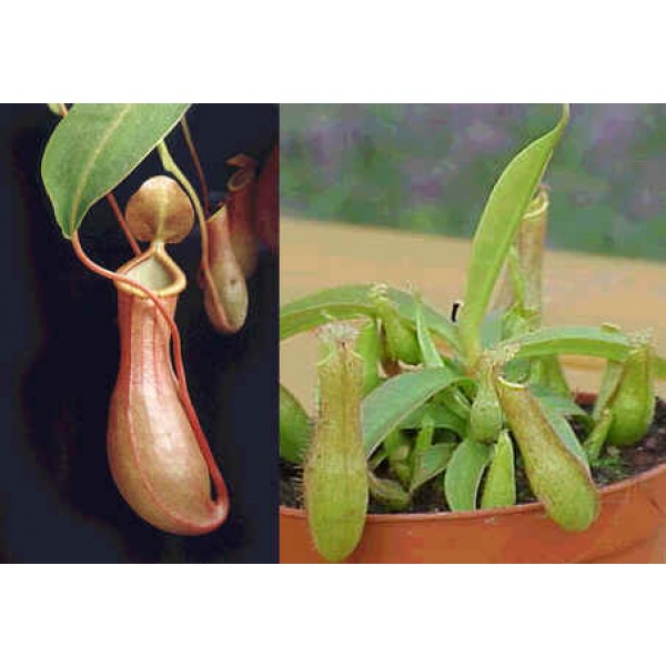 Nepenthes Gracilis