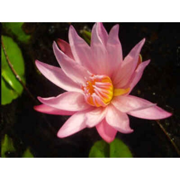 Nymphaea Capensis Pink Seeds(Cape Water Lily Seeds)