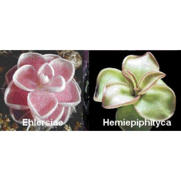 Pinguicula Seeds Mix Mexican Pinguicula Seeds (Ehlersiae, Hemiepiphytica, Hemiepiphytica x Orchidioides)