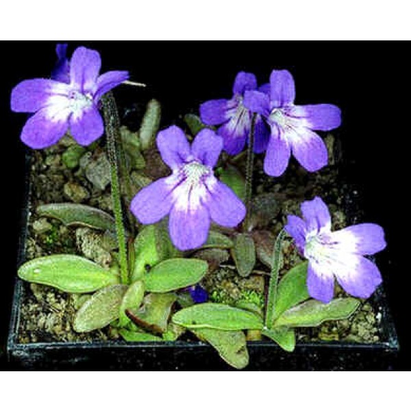 Pinguicula Poldinii Seeds (Butterwort Seeds) (Temperate)