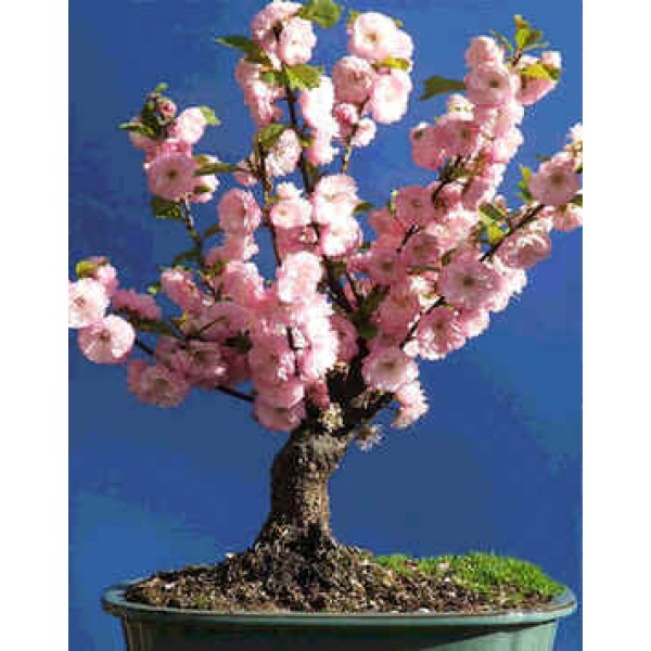 Prunus Triloba Seeds (Rose Tree of China, Flowering Almond)