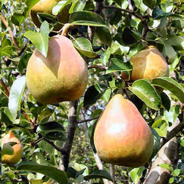 Pyrus Communis Seeds (Common Pear Seeds)