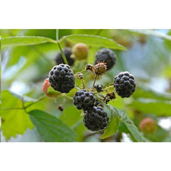 Rubus Leucodermis Seeds (Blackcap Raspberry Seeds, Western Raspberry)