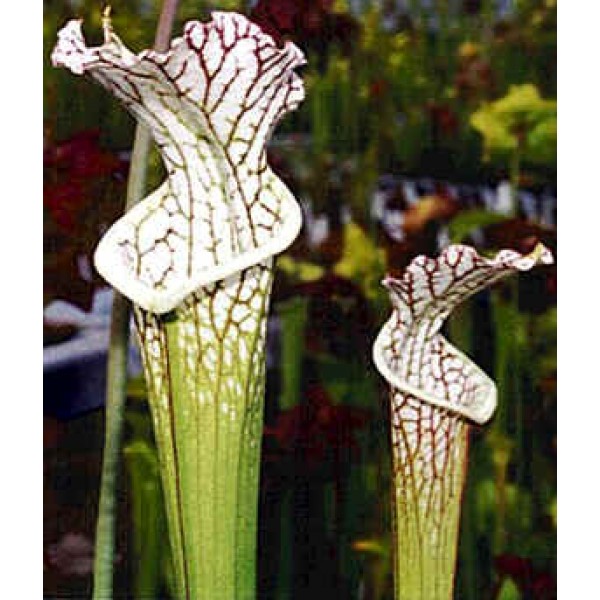 Sarracenia Leucophylla (White-Topped Pitcher Plant)