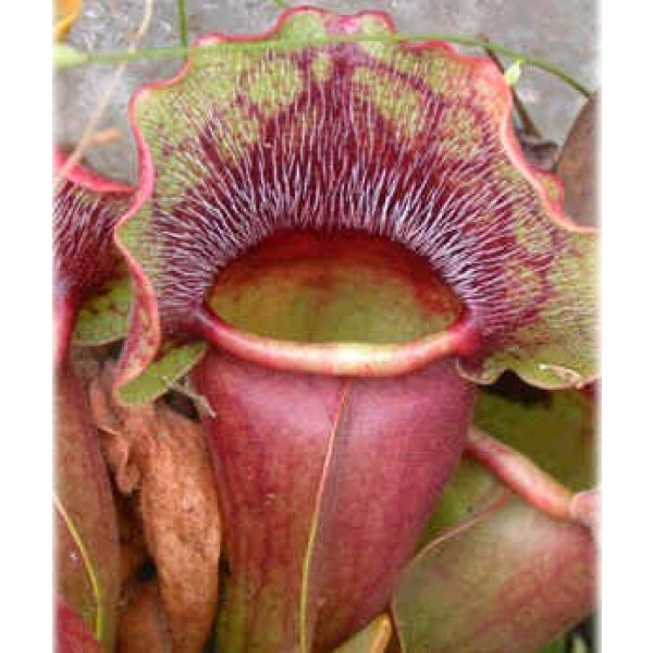 500 Seeds Wholesale Pitcher Plant Mix Sarracenia Carnivorous Plant 
