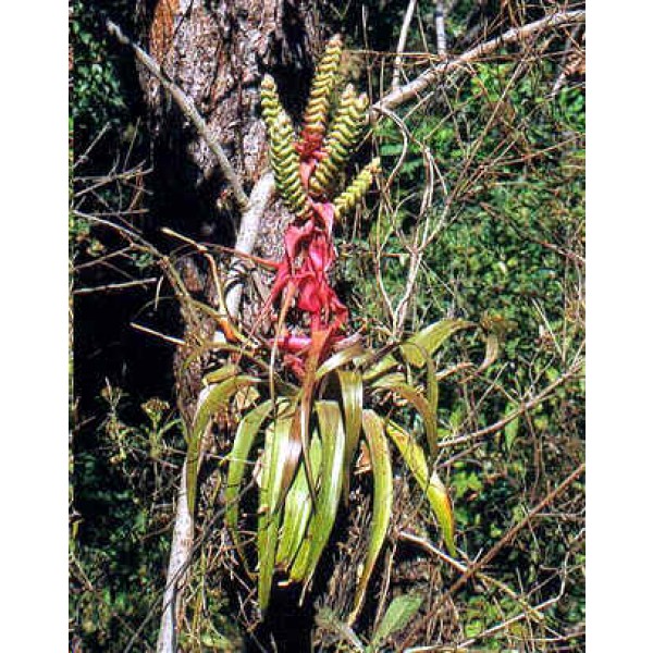 Tillandsia Kalmbacheri (Bromeliad)