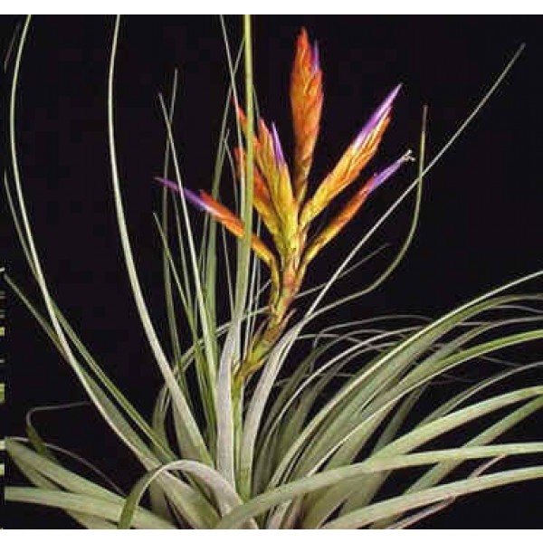 Tillandsia Polita (Epiphytic Plants)