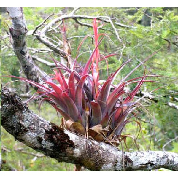 Tillandsia Polystachia (Epiphytic Bromeliaceae)