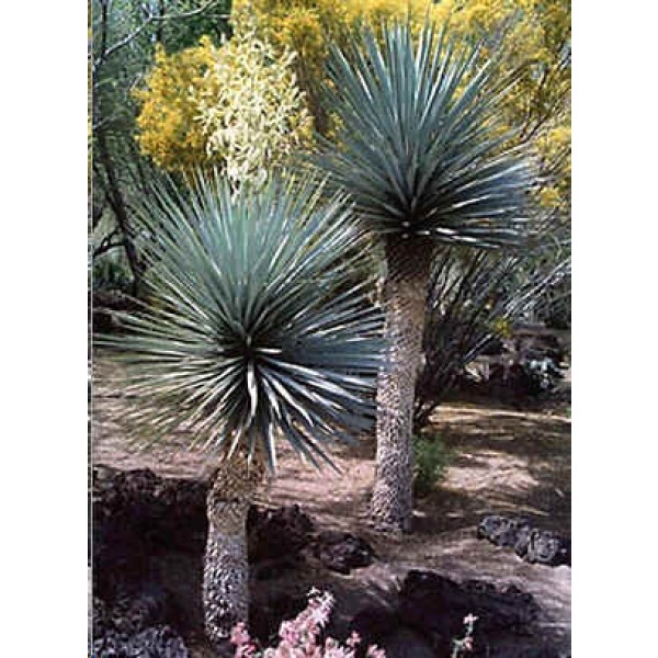 plantes grasses,seed succulents F 50 graines Yucca filifera 