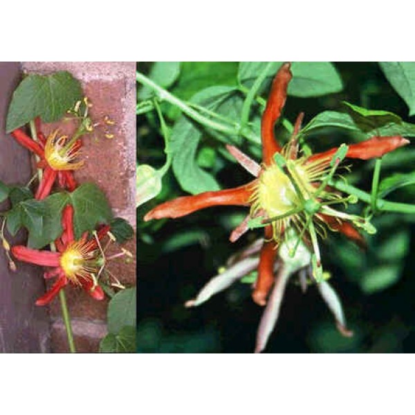 Passiflora Cinnabarina (Red Passion Flowers)