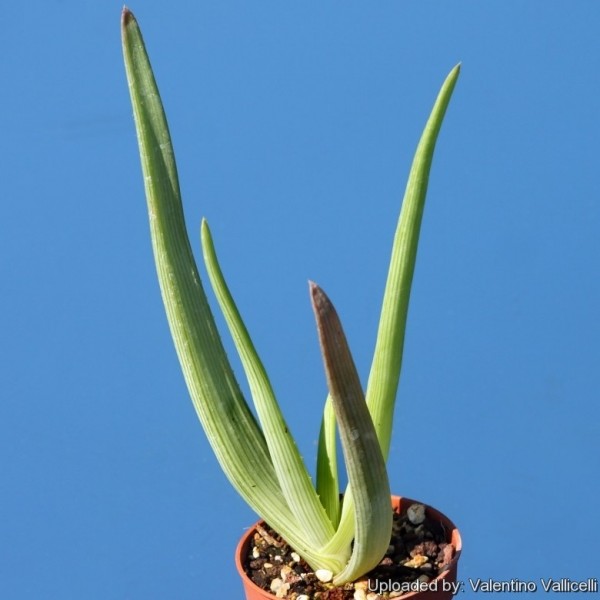 Aloe Ibitiensis Seeds