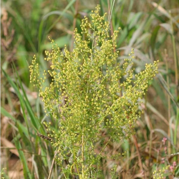 Sweet Annie Seeds (Artemisia annua) *ORGANIC*