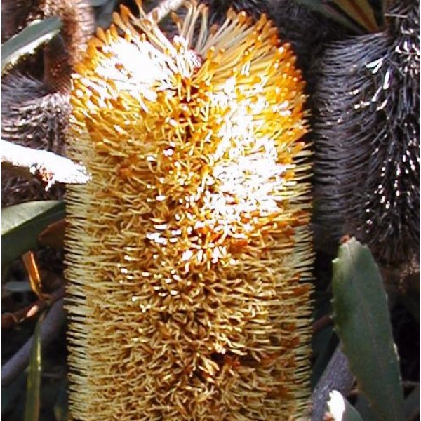 Banksia Conferta Seeds (Glasshouse Banksia)