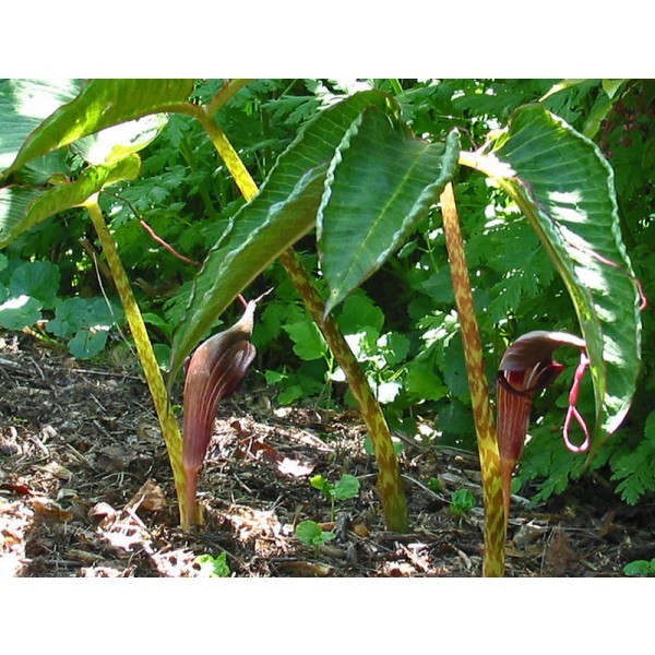 Arisaema Speciosum (Big Leaf Jack, Himalayan Giant)