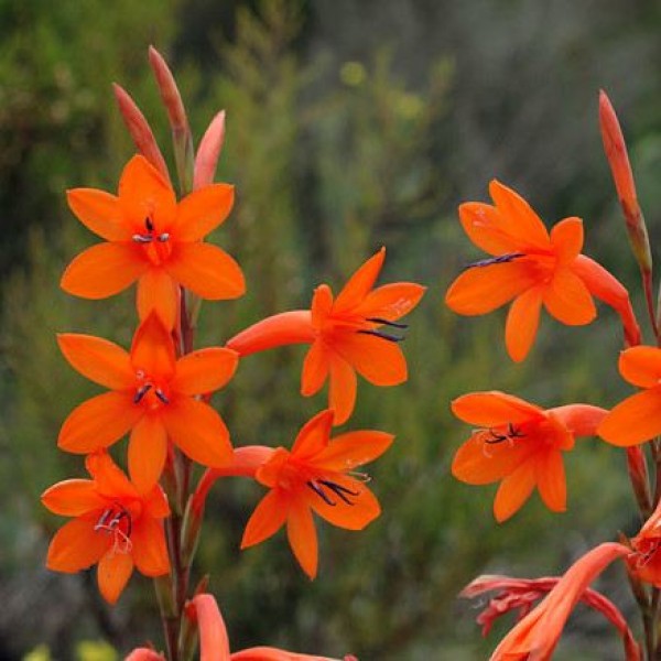 Bugle Lily Seeds (Watsonia pillansii)