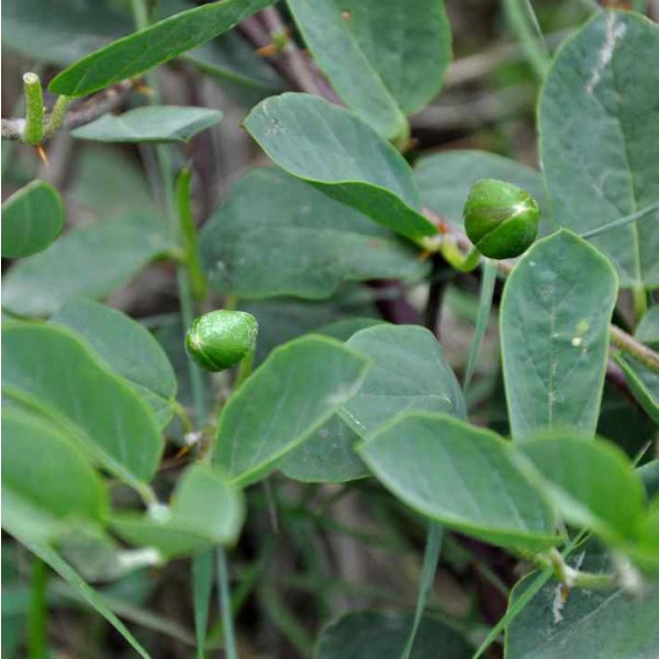 Caper Bush Seeds