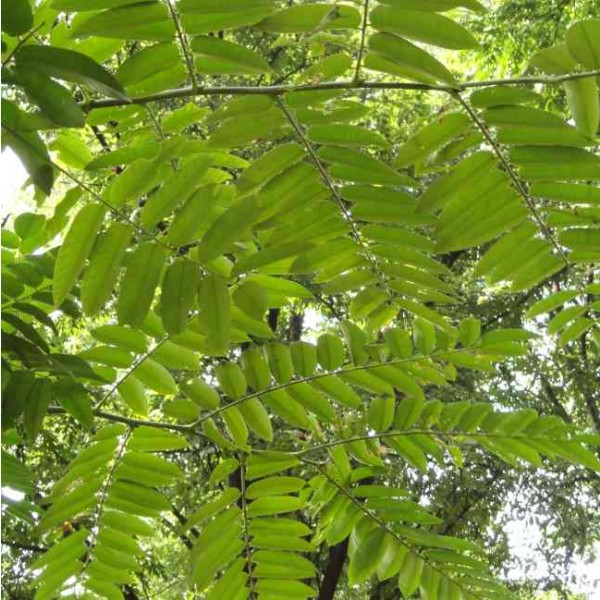 Chinese Toon Seeds (Toona sinensis)