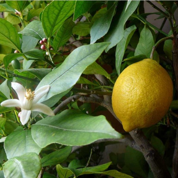Lemon Seeds (Citrus limon)