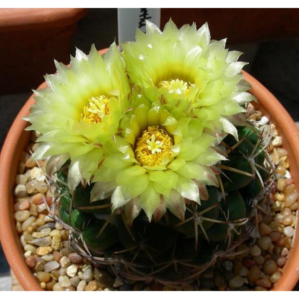 Matucana aureiflora exotic yellow flower bonsai cacti rare cactus seed 50 SEEDS