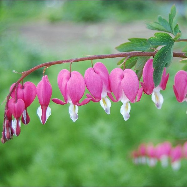 Dicentra Spectabilis Pink Seeds (Bleading Heart Seeds, Lyre Flower Seeds)