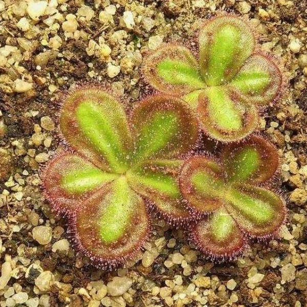 Drosera Browniana Seeds