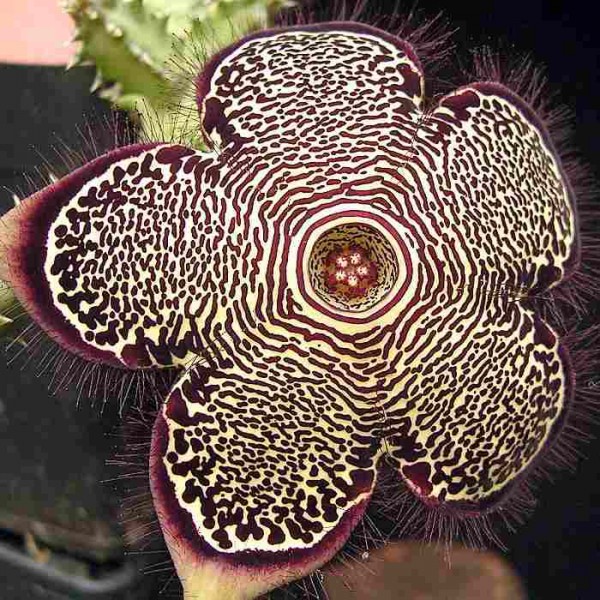 Edithcolea Grandis Seeds (Persian Carpet Flower)