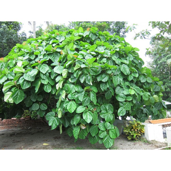 Ficus Auriculata Seeds (Elephant Ear Fig Tree, Roxburgh's Fig, Coconut Strawberry Fig)
