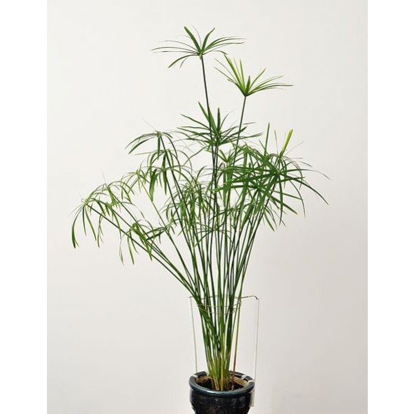 Cyperus Alternifolius Seeds (Umbrella Papyrus, Umbrella Sedge, Umbrella Palm)