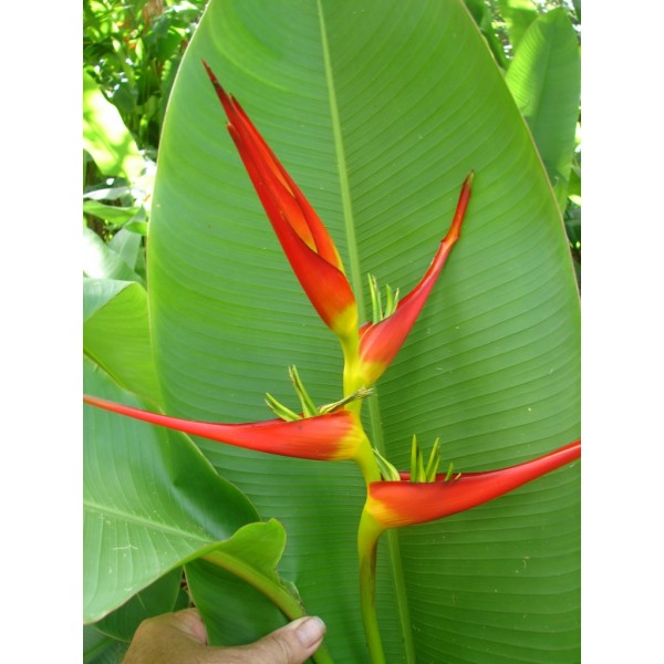 Heliconia Latispatha Red and Yellow Seeds (Golden Lobster Claw Heliconia Seeds)