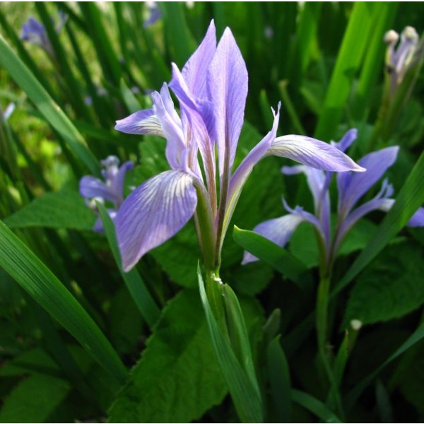 Iris Lactea Seeds