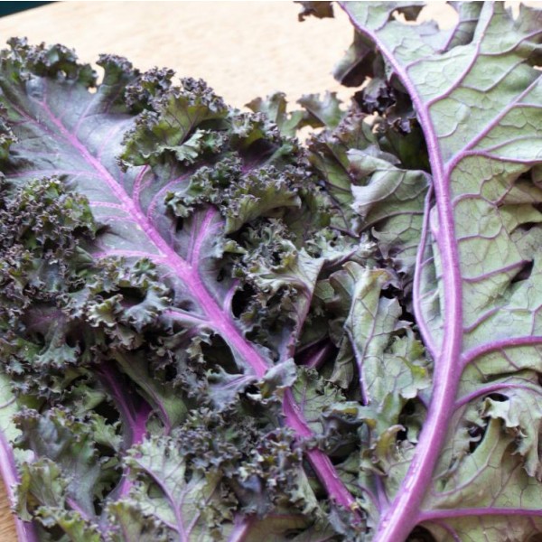 Kale Red Russian Seeds