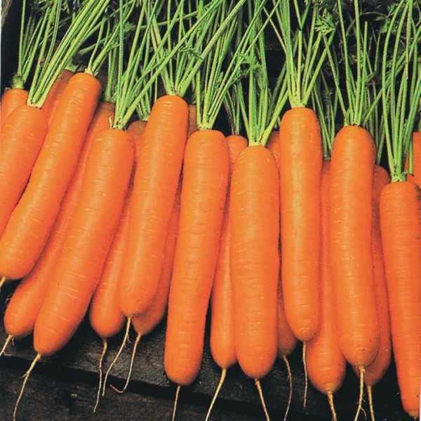 Napoli Carrot Seeds *ORGANIC*