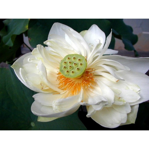 Nelumbo Nucifera White (Sacred Lotus)