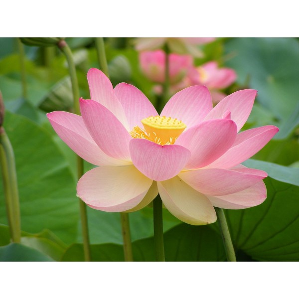 Sacred Lotus Seeds (Nelumbo Nucifera Pink Seeds) on Rarexoticseeds.com