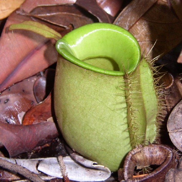 Nepenthes Ampullaria (Flask-Shaped Pitcher-Plant)