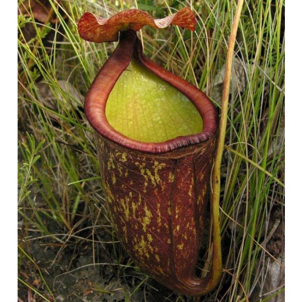 Pitcher Plant - Nepenthes Rowanae