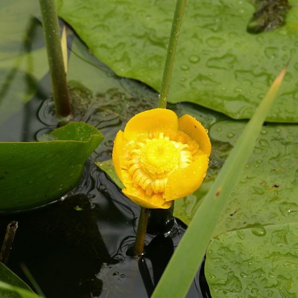 Nuphar Lutea (Yellow Water-lily )