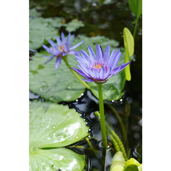 Cape Blue Water Lily Seeds (Nymphaea Capensis Purple Seeds) on Rarexoticseeds.com