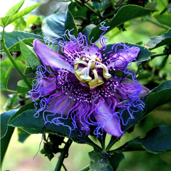 Passiflora Edulis Purple Giant Seeds (Passiflora Seeds)
