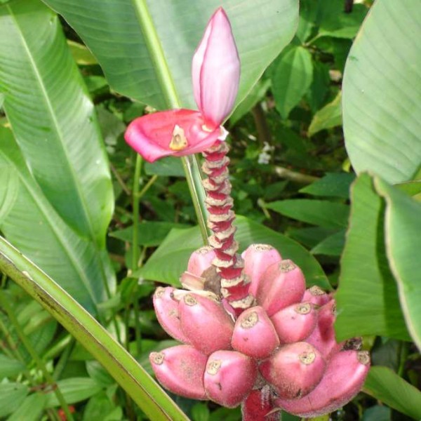 Musa Velutina Seeds (Pink Velvet Banana Seeds)