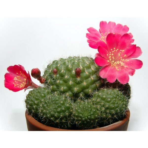 Perché Il Tuo Rebutia Minuscula (Rebutia Minuscula) Non Fiorisce - Foto 7