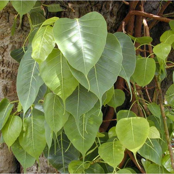 Ficus Religiosa Seeds (Bodhi Tree, Bo Tree, Sacred Fig)