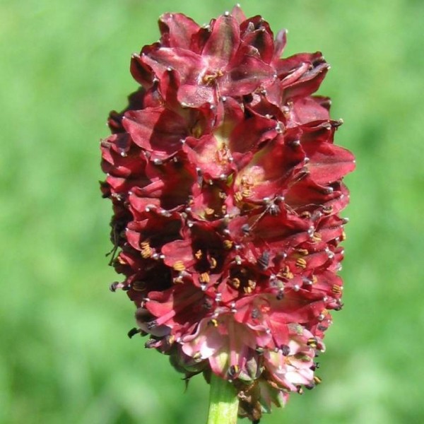 Great Burnet Seeds (Sanguisorba officinalis)